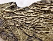 Load image into Gallery viewer, Large golden pyrite crinoid head (143 mm) <em>Pentacrinites</em>
