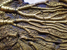 Load image into Gallery viewer, Large golden pyrite crinoid head (143 mm) <em>Pentacrinites</em>