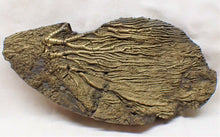 Load image into Gallery viewer, Large golden pyrite crinoid head (143 mm) <em>Pentacrinites</em>