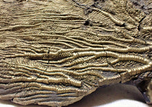 Load image into Gallery viewer, Large golden pyrite crinoid head (143 mm) <em>Pentacrinites</em>
