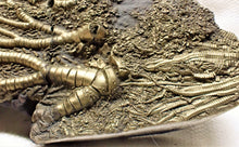 Load image into Gallery viewer, Large golden pyrite crinoid head (143 mm) <em>Pentacrinites</em>