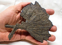 Load image into Gallery viewer, Large complete crinoid fossil head (125 mm) <em>Pentacrinites</em>