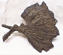 Load image into Gallery viewer, Large complete crinoid fossil head (125 mm) <em>Pentacrinites</em>