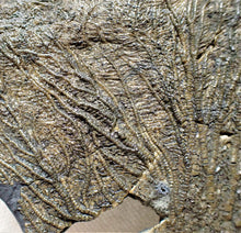 Load image into Gallery viewer, Large complete crinoid fossil head (125 mm) <em>Pentacrinites</em>