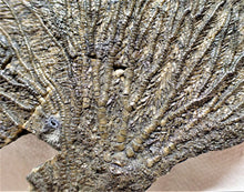 Load image into Gallery viewer, Large complete crinoid fossil head (125 mm) <em>Pentacrinites</em>