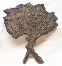 Load image into Gallery viewer, Large complete crinoid fossil head (125 mm) <em>Pentacrinites</em>