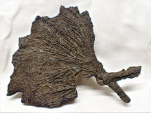 Load image into Gallery viewer, Large complete crinoid fossil head (125 mm) <em>Pentacrinites</em>