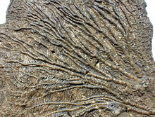 Load image into Gallery viewer, Large complete crinoid fossil head (125 mm) <em>Pentacrinites</em>