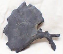 Load image into Gallery viewer, Large complete crinoid fossil head (125 mm) <em>Pentacrinites</em>