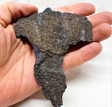 Load image into Gallery viewer, Complete crinoid fossil head (105 mm) <em>Pentacrinites</em>