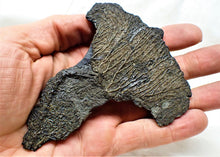 Load image into Gallery viewer, Complete crinoid fossil head (105 mm) <em>Pentacrinites</em>