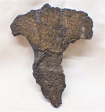 Load image into Gallery viewer, Complete crinoid fossil head (105 mm) <em>Pentacrinites</em>