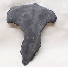 Load image into Gallery viewer, Complete crinoid fossil head (105 mm) <em>Pentacrinites</em>