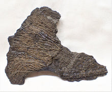 Load image into Gallery viewer, Complete crinoid fossil head (105 mm) <em>Pentacrinites</em>