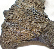 Load image into Gallery viewer, Complete crinoid fossil head (105 mm) <em>Pentacrinites</em>