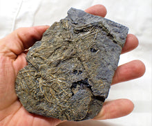 Load image into Gallery viewer, Detailed crinoid in shale (125 mm)