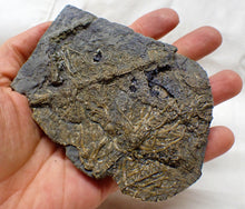 Load image into Gallery viewer, Detailed crinoid in shale (125 mm)