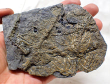 Load image into Gallery viewer, Detailed crinoid in shale (125 mm)