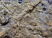 Load image into Gallery viewer, Detailed crinoid in shale (125 mm)