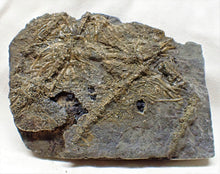 Load image into Gallery viewer, Detailed crinoid in shale (125 mm)