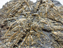 Load image into Gallery viewer, Detailed crinoid in shale (125 mm)
