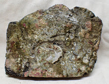 Load image into Gallery viewer, Detailed crinoid in shale (125 mm)