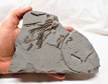 Load image into Gallery viewer, Rare crinoid head in shale display fossil