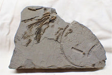 Load image into Gallery viewer, Rare crinoid head in shale display fossil
