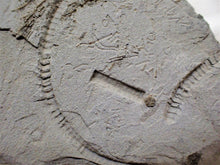 Load image into Gallery viewer, Rare crinoid head in shale display fossil