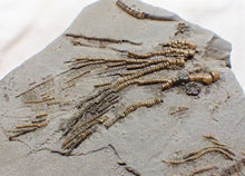 Load image into Gallery viewer, Rare crinoid head in shale display fossil