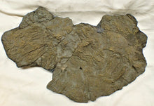 Load image into Gallery viewer, Very large pyrite crinoid colony (312 mm) <em>Pentacrinites</em>