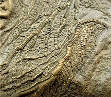Load image into Gallery viewer, Very large pyrite crinoid colony (312 mm) <em>Pentacrinites</em>