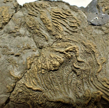 Load image into Gallery viewer, Very large pyrite crinoid colony (312 mm) <em>Pentacrinites</em>