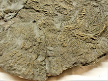 Load image into Gallery viewer, Very large pyrite crinoid colony (312 mm) <em>Pentacrinites</em>