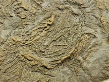 Load image into Gallery viewer, Very large pyrite crinoid colony (312 mm) <em>Pentacrinites</em>