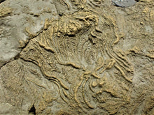 Load image into Gallery viewer, Very large pyrite crinoid colony (312 mm) <em>Pentacrinites</em>