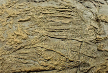 Load image into Gallery viewer, Very large pyrite crinoid colony (312 mm) <em>Pentacrinites</em>