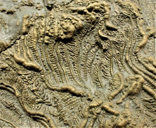 Load image into Gallery viewer, Very large pyrite crinoid colony (312 mm) <em>Pentacrinites</em>