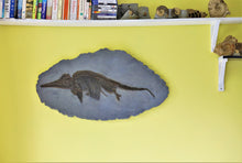 Load image into Gallery viewer, Replica juvenile Ichthyosaurus communis from Lyme Regis