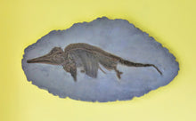 Load image into Gallery viewer, Replica juvenile Ichthyosaurus communis from Lyme Regis