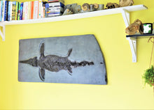 Load image into Gallery viewer, Replica prone &lt;em&gt;Ichthyosaurus communis&lt;/em&gt; from Lyme Regis
