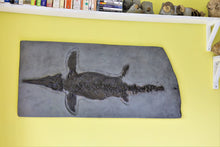 Load image into Gallery viewer, Replica prone <em>Ichthyosaurus communis</em> from Lyme Regis