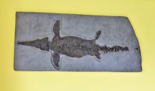 Load image into Gallery viewer, Replica prone <em>Ichthyosaurus communis</em> from Lyme Regis
