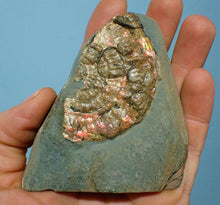 Load image into Gallery viewer, Iridescent Caloceras display ammonite with encrusting bivalves