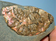 Load image into Gallery viewer, Iridescent Caloceras display ammonite with encrusting bivalves