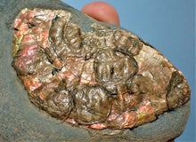 Load image into Gallery viewer, Iridescent Caloceras display ammonite with encrusting bivalves