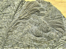Load image into Gallery viewer, A closeup of the crinoid heads