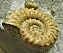Load image into Gallery viewer, Calcite Microderoceras birchi ammonite (45 mm)