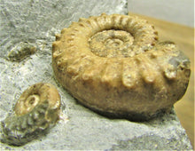 Load image into Gallery viewer, Calcite Microderoceras birchi ammonite (45 mm)