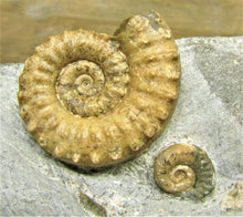 Load image into Gallery viewer, Calcite Microderoceras birchi ammonite (45 mm)